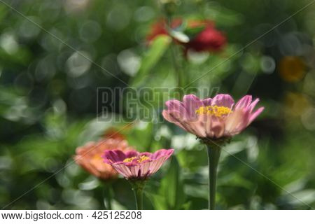 Colorful Tsinia Flowers Taken From The Side In The Garden With Bokeh