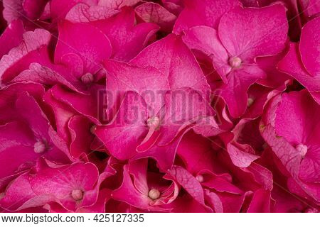Detailed Top View Full Frame Macro Shot Of Hortensia Aka Hydrange Flower