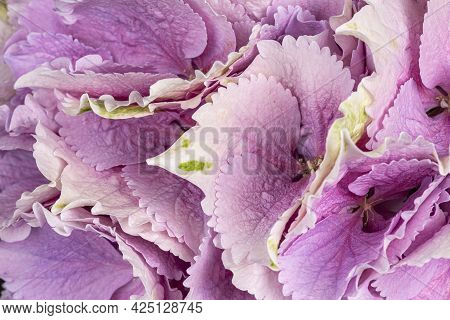Detailed Top View Full Frame Macro Shot Of Hortensia Aka Hydrange Flower
