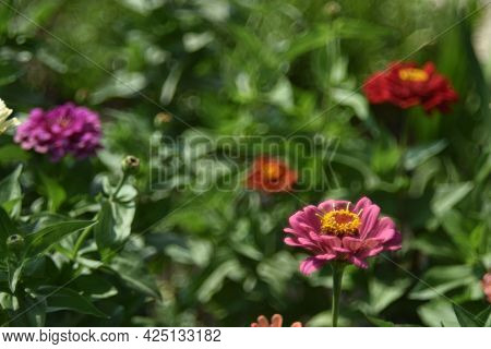 Tsinia Flowers In A Juicy Side In The Garden In Summer