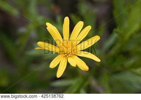 Flower Of An African Bush Daisy, Euryops Chrysanthemoides