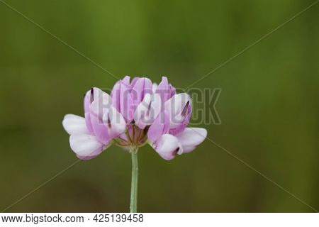 Flowers Of A Purple Crown Vetch, Securigera Varia