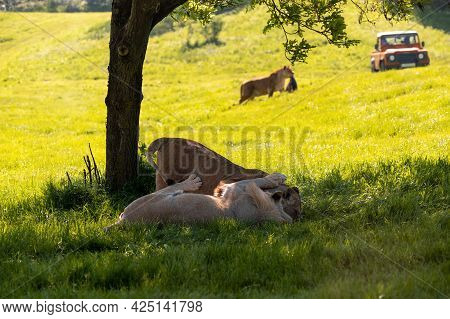 Lions Resting Under A Tree Shadow With 4x4 All Terrain Vehicle In The Background.