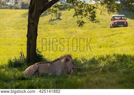 Lions Resting Under A Tree Shadow With 4x4 All Terrain Vehicle In The Background.