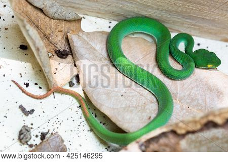 Beautiful Large Eyed Viper Sleeping.