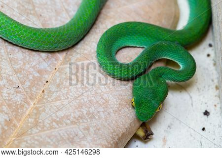 Beautiful Large Eyed Viper Sleeping.