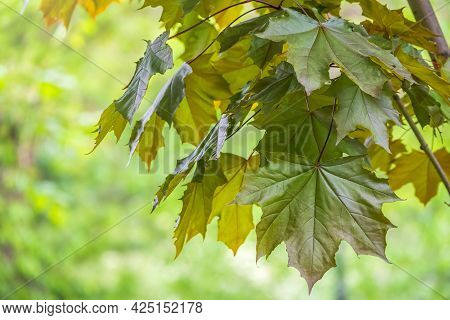 Tree Branch With Dark Red Leaves, Acer Platanoides, The Norway Maple Crimson King. Red Maple Acutifo
