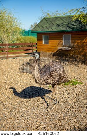 Kemerovo, Russia - 14.05.2021: Farm Animals And Birds In A Private Contact Zoo Vovkin Dvor Or Vovas 