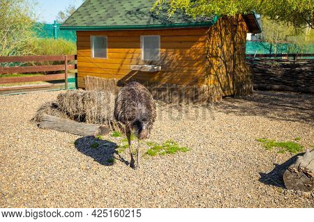 Kemerovo, Russia - 14.05.2021: Farm Animals And Birds In A Private Contact Zoo Vovkin Dvor Or Vovas 