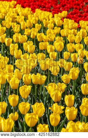 Flaccid Yellow And Few Red Tulips In The Field - Close-up Full Frame Background With Selective Focus
