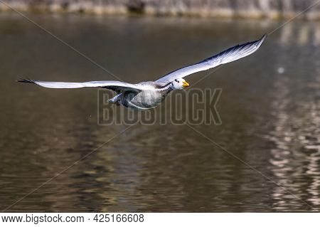 The Bar-headed Goose Flying Over A Lake At Munich. Anser Indicus Breeds In Central Asia In Colonies 