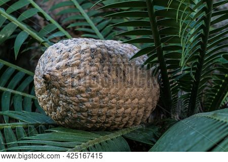 The Fruit Of Ceratozamia Mexicana , A Species Of Plant In The Family Zamiaceae. It Is Found In South