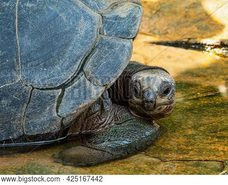 Aldabra Giant Tortoise, Curieuse Marine National Park, Curieuse Island, Seychelles