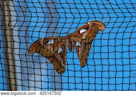 Atlas Moth, Attacus Atlas, These Are The Largest Moths In The World With A Wingspan From 10-12 Inche