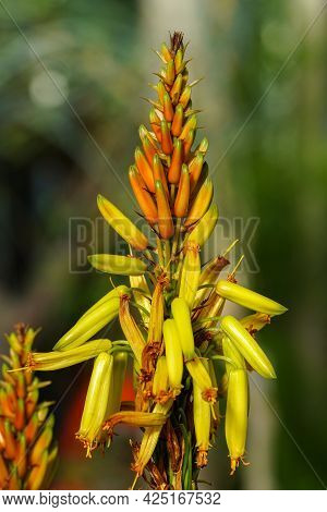 Closeup Of Aloe Cryptopoda, Also Known As Yellow Aloe And Aloe Cryptopoda Baker. It Is A Species Of 