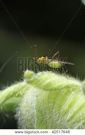 mirid bug