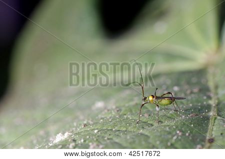 mirid bug