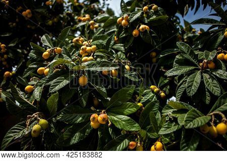Medlar Tree. Turkish National Fruit Medlar, Ripe Fruits On The Tree. Natural Products, Fruits