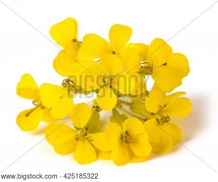 Yellow Wallflowers Isolated On A White Background