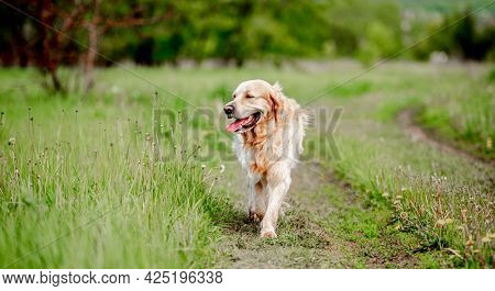 Old adorable golden retriever dog walking at the nature with tonque out feeling thirst in hot sunny day. Portrait of doggy pet labrador in summer park with green grass