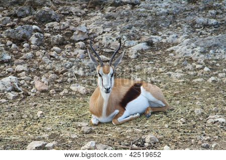 Springbok