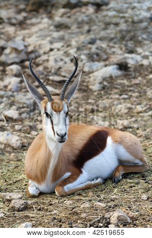 Springbok