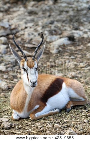 Springbok