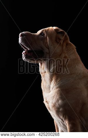 Shar Pei On Black Background. Plicate Dog