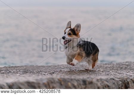 Smallest Shepherd In World. Walking Puppy In Nature In Morning. Pembroke Tricolor Welsh Corgi Runs M