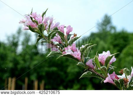 Is An Attractive Variety Of Vajgélie With Deep Purple-red, Tubular Flowers. The Leaves Are Freshly G