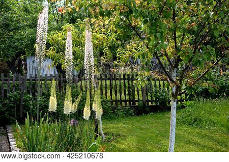 Massive Is A Stout And Perennial Exotic Plant Up To 250 Cm This Herb Originates From The Semi-desert