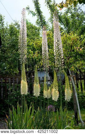 Massive Is A Stout And Perennial Exotic Plant Up To 250 Cm This Herb Originates From The Semi-desert