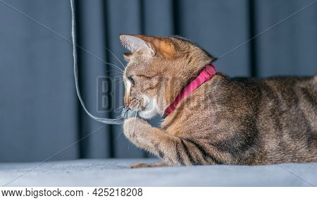 Image Of A Playful Purebred Bengal Cat In A Pink Collar. The Concept Of Caring And Love For Pets.