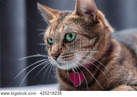 Image Of A Playful Purebred Bengal Cat In A Pink Collar. The Concept Of Caring And Love For Pets.