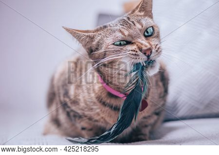 Image Of A Purebred Bengal Cat In A Pink Collar With A Medallion. The Kitty Plays With A Feather. Th