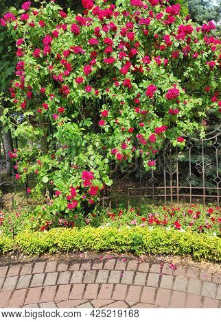 Blooming Bush Of Red Roses In Summer. Sunny Weather