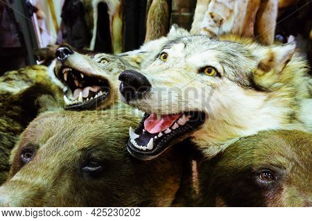 A Stuffed Wolf. Heads Of Wild Animals Made By A Taxidermist. Close-up