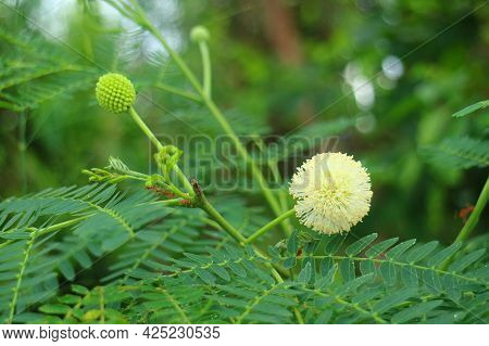Closeup River Tamarind Or White-leadtree Flower With Group Of Ants Climbing On The Stalk