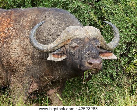 Blátivé Buffalo
