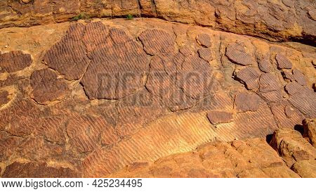 An image of a petrification of the seabed 