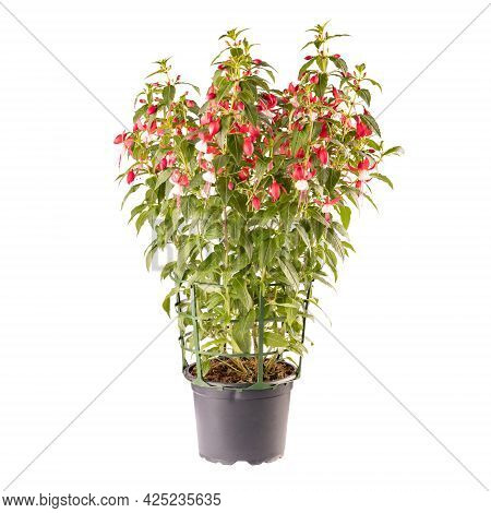 Potted Pink And White Fuchsia Flowers Isolated On White Background
