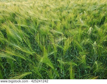 Ears Of Green Lush Barley On Field Farmland. Hordeum Vulgare Harvest Time. Agriculture Agribusiness 