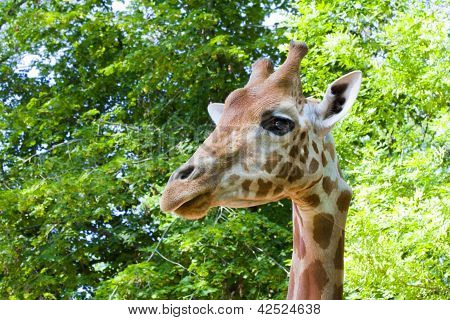 Giraffa del Kordofan