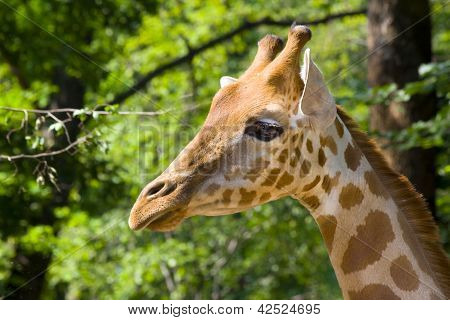 Giraffa del Kordofan