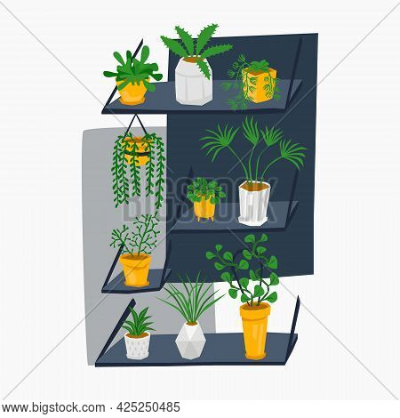 Set Of Green House Plants In Pots On Shelves.