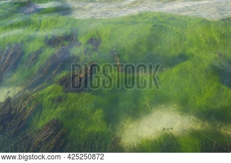 The Bottom Of The River With Beautiful Green And Brown Algae Under Water