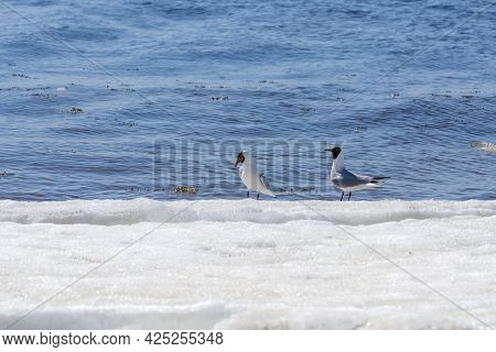 Two Relict Gulls (ichthyaetus Relictus) Also Known As Central Asian Gull Are On The Snow-covered Bea