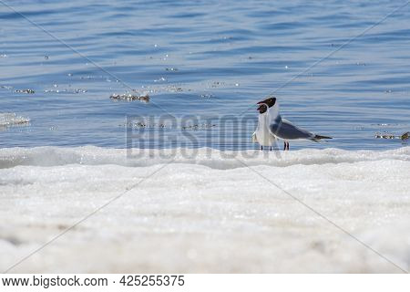 Two Relict Gulls (ichthyaetus Relictus) Also Known As Central Asian Gull Are On The Snowy And Icy Be