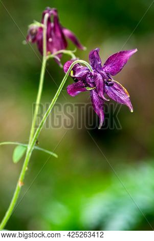 Closeup Of A Common Columbine. Its Latin Name Is Aquilegia Vulgaris, Originally From Europe And Asia