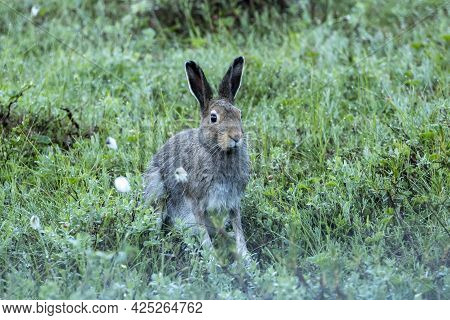 Closeup Of The Mountain Hare (lepus Timidus) Sitting In Wet Grass On Early Summer Morning In Finnish